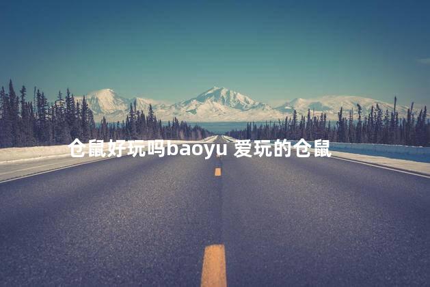 仓鼠好玩吗baoyu 爱玩的仓鼠